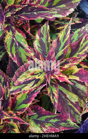 Dark Red/Green Variegated Coleus Scutellarioides 'Combat' Leaves in the Borders at RHS Garden Harlow Carr, Harrogate, Yorkshire, England, UK. Stock Photo