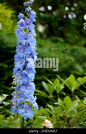 Tall Pale Blue Delphinium Elatum 'Sweethearts' (Candle Larkspur) Flower in the Borders at RHS Garden Harlow Carr, Harrogate, Yorkshire, England, UK. Stock Photo