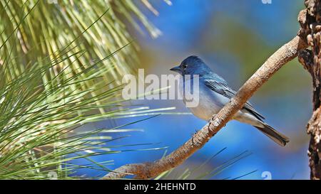 Tenerife Blue Chaffinch perched on a twig Stock Photo