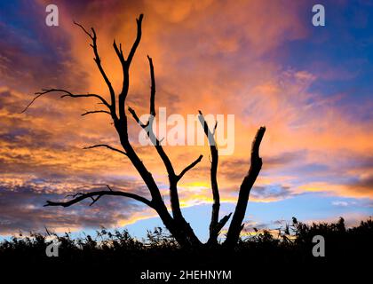 Dead tree Stock Photo