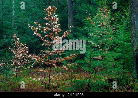 Suscession in a Northern Hardwood Forest in Pennsylvania's Pocono Mountains with Eastern Hemlock, American Beech, and Eastern White Pine which will fo Stock Photo