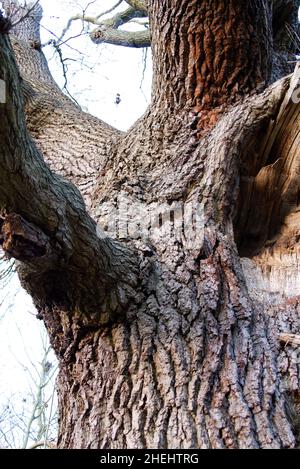 Detail of an old oak tree, estimated to be about 300 years old (with a trunk circumference of about 5 metres). Stock Photo