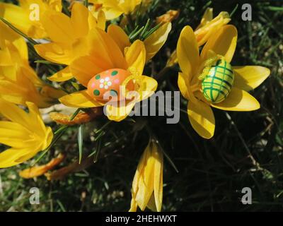 Easter eggs in front of crocuses Stock Photo