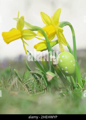 Easter eggs in front of crocuses Stock Photo