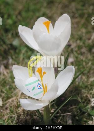 Easter eggs in front of crocuses Stock Photo