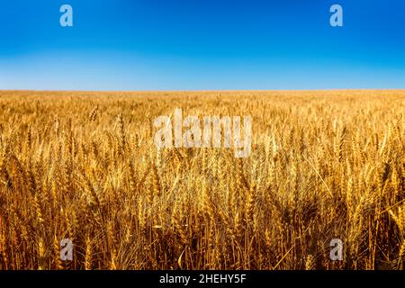 A field with ripe wheat in the summer, Montana Stock Photo