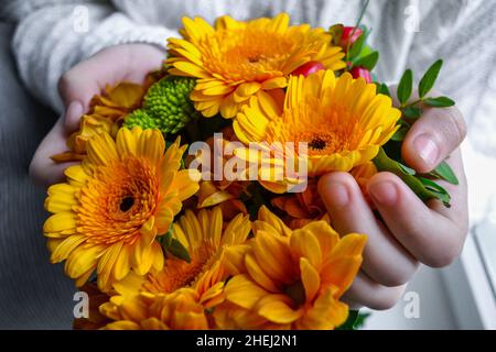 A bouquet of bright orange and yellow gerberas, chrysanthemums and red berries in the palms of the hands is held by someone in a white cozy knitted sw Stock Photo