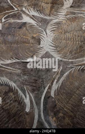 old trilobite fossil as very nice natural background Stock Photo