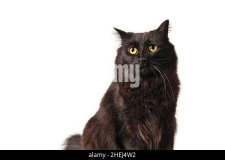 black cat in front of white backround Stock Photo