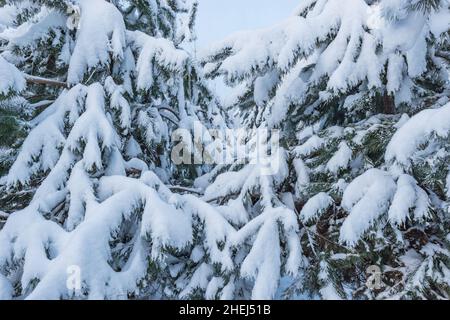 Pine tree branches under the snow. Stock Photo