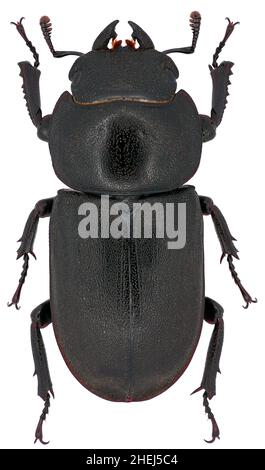 the lesser stag beetle Dorcus parallelipipedus Lucanidae female Stock Photo