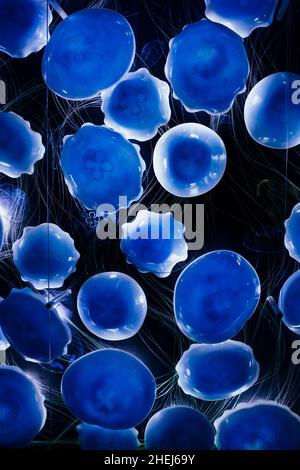 Abstraction of a blue jellyfish on a black background Stock Photo
