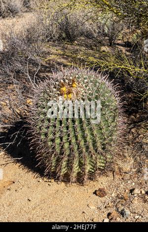 Barrel Cactus With Flowers Growing On Top in saguaro National Park Stock Photo