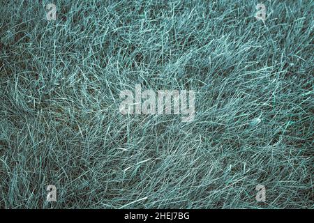 Green grass background turf grass surface abstract Stock Photo