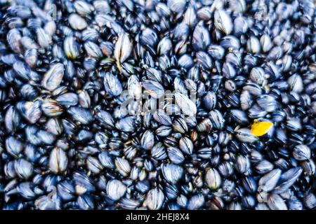 Plenty of mussels on the coast of Alentejo, Portugal Stock Photo