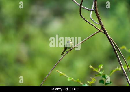 The green bee-eater (Merops orientalis) sometimes little green bee-eater sitting on the branch Stock Photo