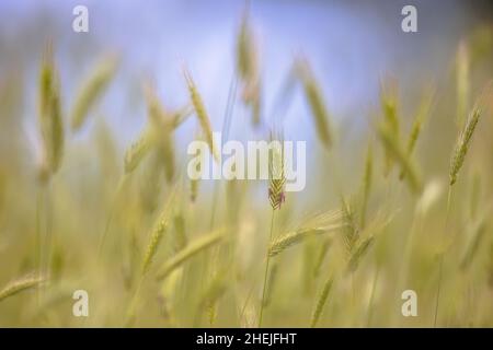 Grass ear Abstract Background in spring field with blue sky background Stock Photo