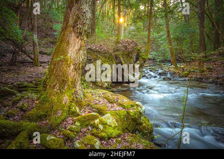 The early morning sun peeks through the trees along the Fiery Gizzard Trail on the South Cumberland Plateau in Tennessee. Stock Photo