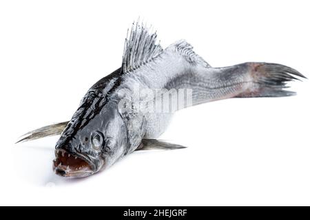 Zander  river fish isolated on white Stock Photo