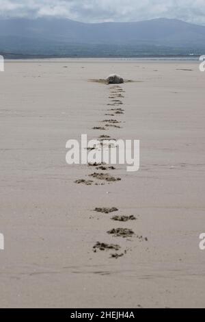 golden retriever dog laying down in sand with footpriints Stock Photo