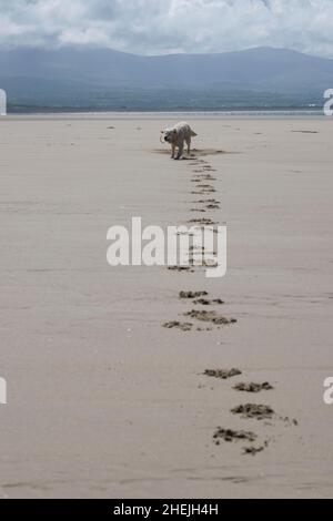 golden retriever dog laying down in sand with footpriints Stock Photo