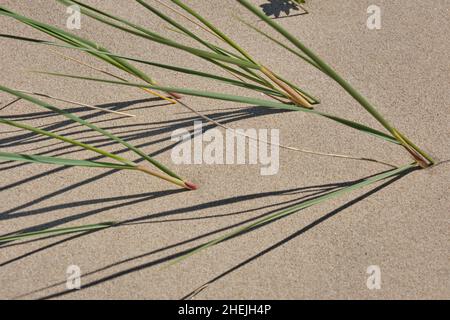 grass in sand Stock Photo