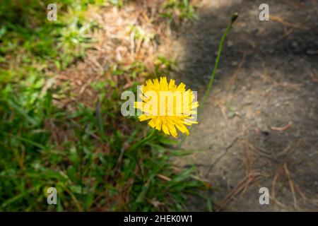 A Yellow Flower in a Garden on a Sunny Day Stock Photo