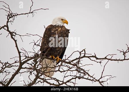 Adult bald eagle perching in tree branches isolated against the sky Stock Photo