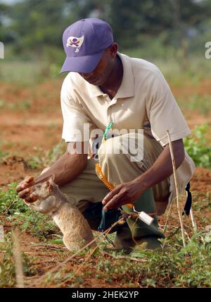 A  RAT IS REWARDED WITH FOOD AFTER LOCATING A LANDMINE IN A SIMULATED MINEFIELD AT THE APOPO TRAINING CENTRE, SOKOINE UNIVERSITY OF AGRICULTURE, MOROGORO, TANZANIA. AT THE CENTRE THE BELGIUM COMPANY (APOPO), THE BRAINCHILD OF BART WEETJENS, IS TRAINING RATS TO DETECT LANDMINES FOR USE IN WAR TORN REGIONS. Stock Photo