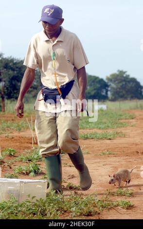 A  RAT RETURNS TO ITS CAGE AFTER AMORNING IDENTIFYING  LANDMINES IN A SIMULATED MINEFIELD  AT THE APOPO TRAINING CENTRE, SOKOINE UNIVERSITY OF AGRICULTURE, MOROGORO, TANZANIA. AT THE CENTRE THE BELGIUM COMPANY (APOPO), THE BRAINCHILD OF BART WEETJENS, IS TRAINING RATS TO DETECT LANDMINES FOR USE IN WAR TORN REGIONS. Stock Photo