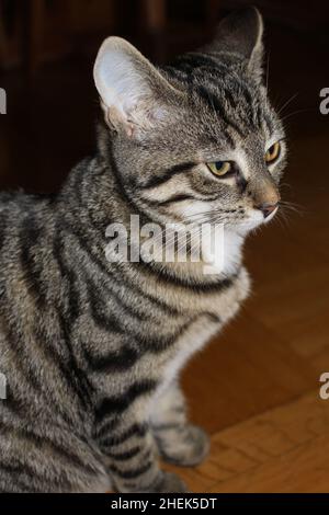portrait of a stern tabby cat Stock Photo
