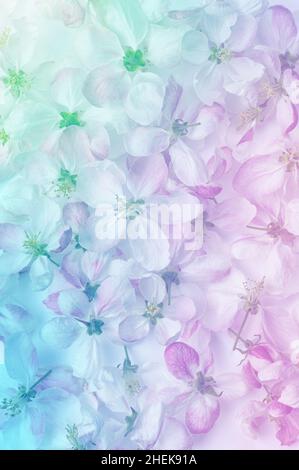 A beautiful spring floral background. Apple flowers closep. Pastel and soft floral card, gradient toned. Stock Photo