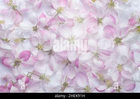 A beautiful spring floral background. Apple flowers close- up. Stock Photo