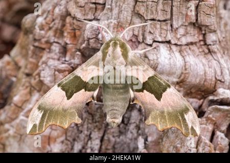 Mimas tiliae, Lime Hawk-moth resting on Tree Trunk Stock Photo