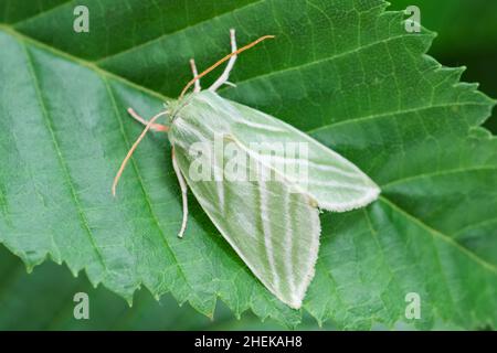 Pseudoips prasinana, Green Silver-lines Moth Norfolk UK Stock Photo