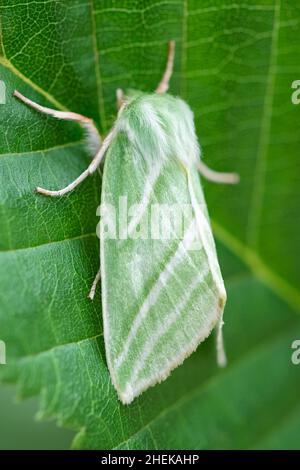 Pseudoips prasinana, Green Silver-lines Moth Norfolk UK Stock Photo