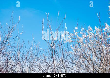 Snow covered tree. Stock Photo