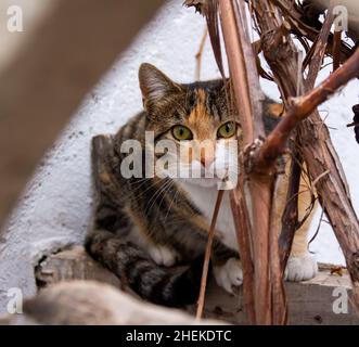 Cute cat in home garden, stray cat looking at camera with curious eyes. Stock Photo