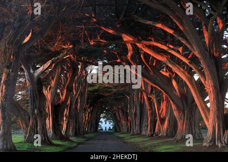 Sunset over Cypress Tree Tunnel at Point Reyes National Seashore, Marin County, California, USA. Stock Photo