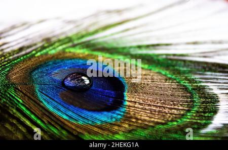 Peacock feather with water drop at center Stock Photo