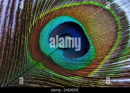 Peacock feather with water drop at center Stock Photo