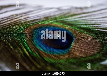 Peacock feather with water drop at center Stock Photo