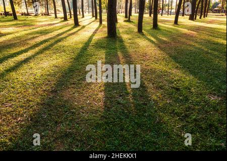 Sunlight shining through pine trees in the forest at evening Stock Photo