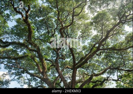 Giant Rain Tree with branches growth in tropical rainforest on sunny day Stock Photo