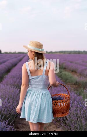 Back view portrait of stylish brunette woman in straw hat walking outdoors on lavender field. Brunette with picnic basket meet the sunset, enjoy the Stock Photo