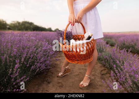 A girl with a basket on a lavender field stands in a white dress. Camping with a bottle of wine. Summer morning on the lilac field of lavender bushes. Stock Photo