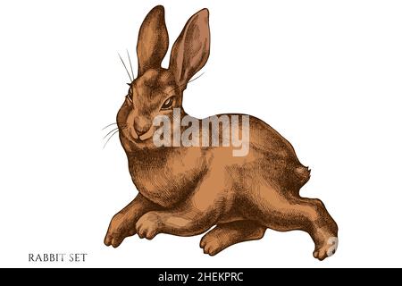 Easter hand drawn vector illustrations collection. Colored rabbit. Stock Vector