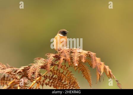 European stonechat perching on a fern branch against colorful background in natural surrounding, UK. Birds in parks and meadows. Stock Photo