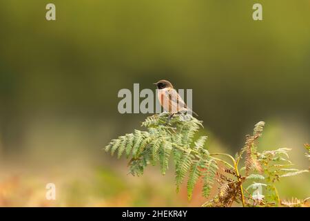 European stonechat perching on a fern branch against colorful background in natural surrounding, UK. Birds in parks and meadows. Stock Photo