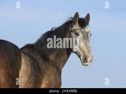 Beautiful grey andalusian horse portrait on blue sky background Stock Photo